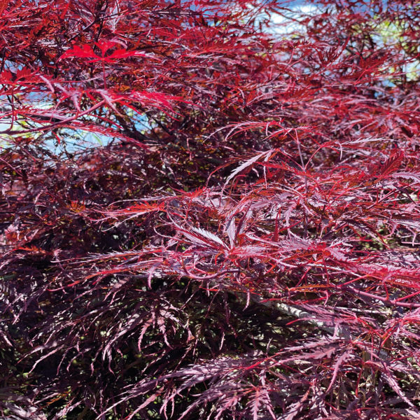 ACER PALMATUM INABA SHIDARE