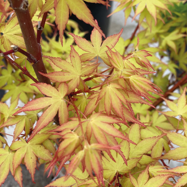 ACER PALMATUM KATSURA