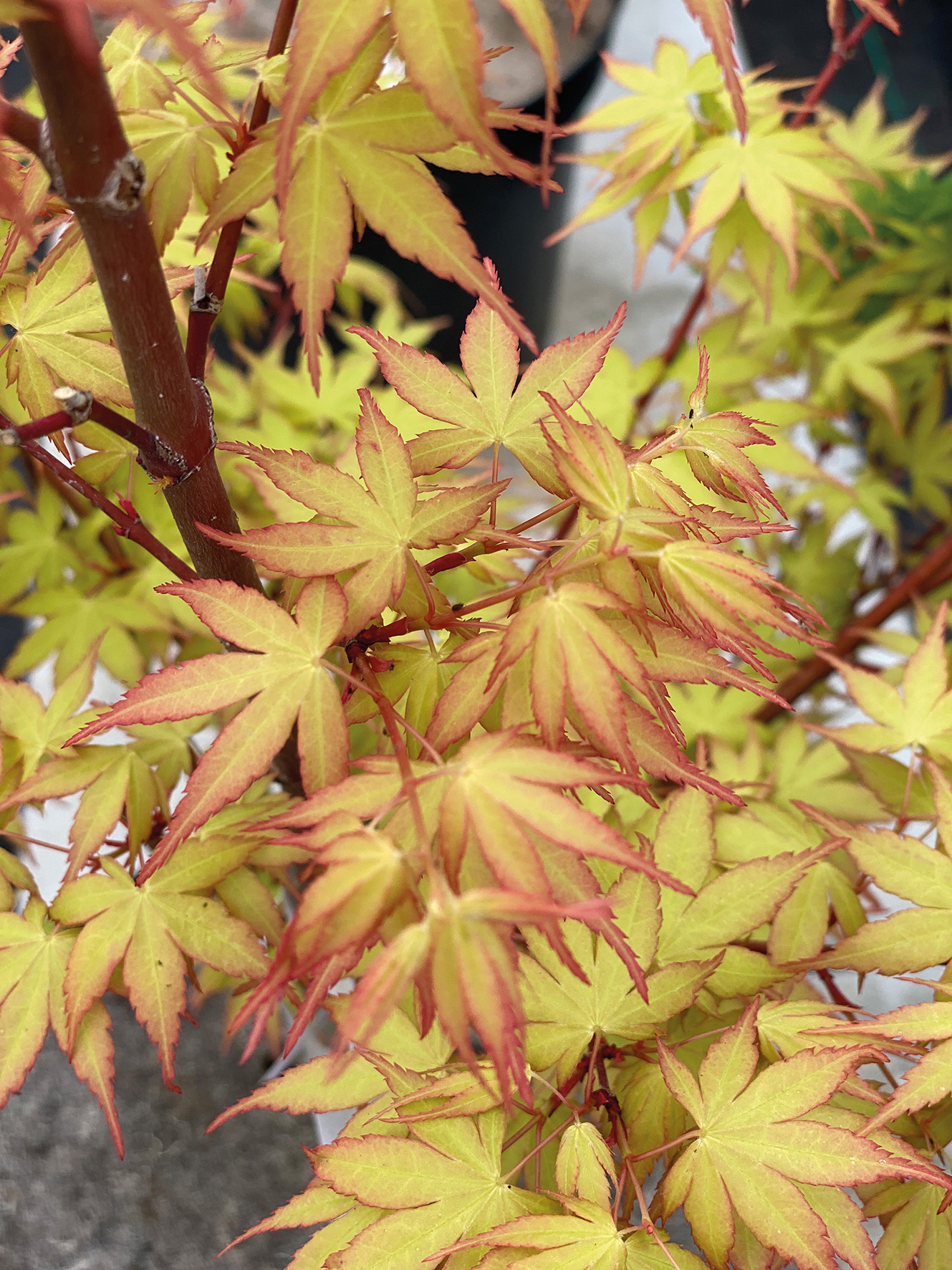 ACER PALMATUM KATSURA