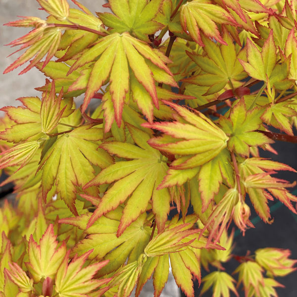 ACER PALMATUM Orange Dream