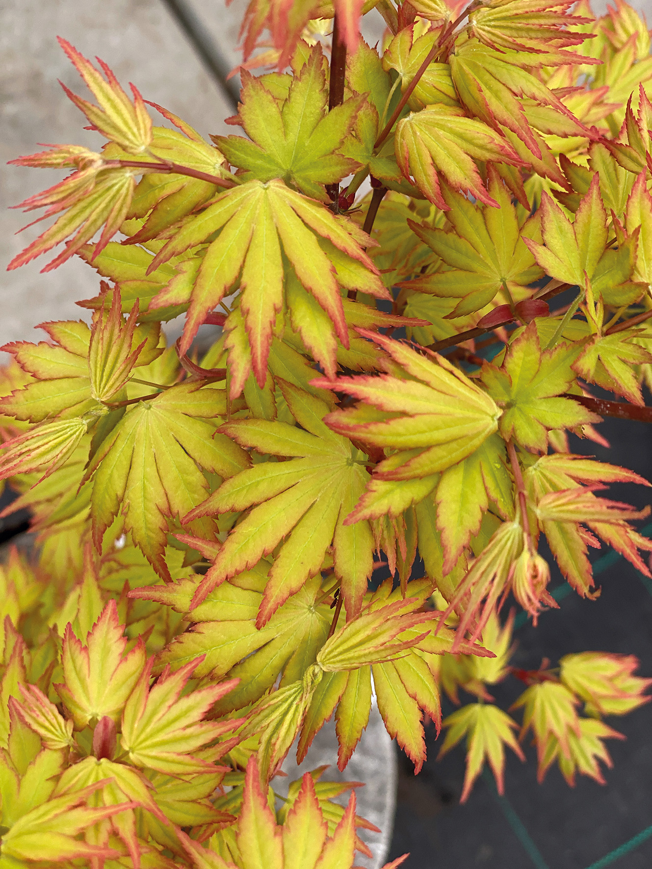 ACER PALMATUM Orange Dream
