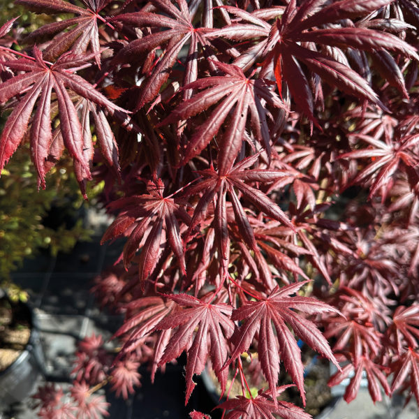 ACER PALMATUM Trompenburg