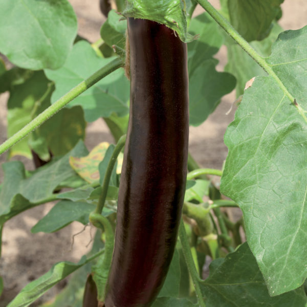 Aubergine Violet Knight (asia)