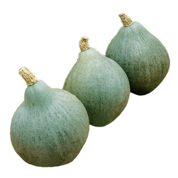 Potimarron Blue Ballet – Élégant, savoureux et original