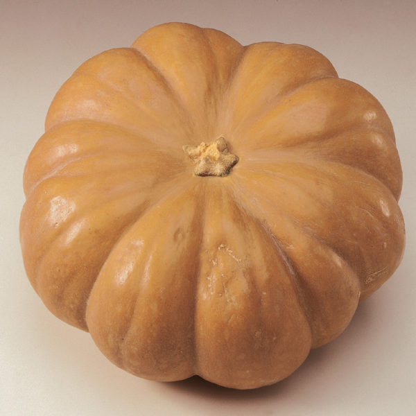 Potiron Musquée de Provence – Parfumé, fondant et généreux