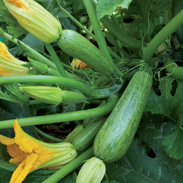 Courgette blanche Graffiti