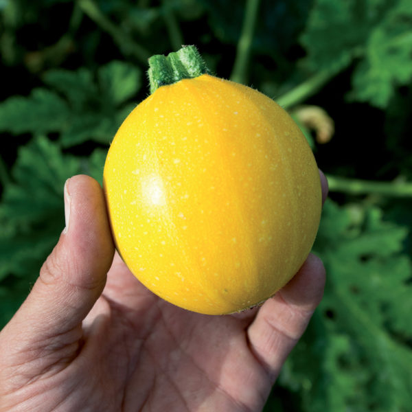 Courgette ronde jaune