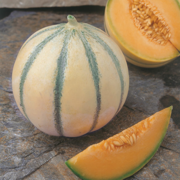 Melon Sunlight (lisse)