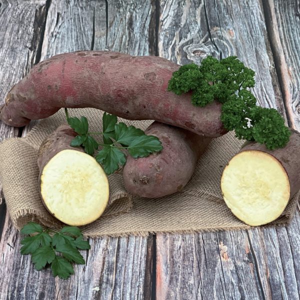 Patate douce à chair blance