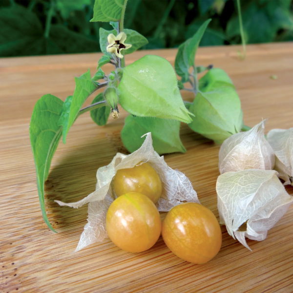 Physalis (Amour en cage) – Acidulé, sucré et original