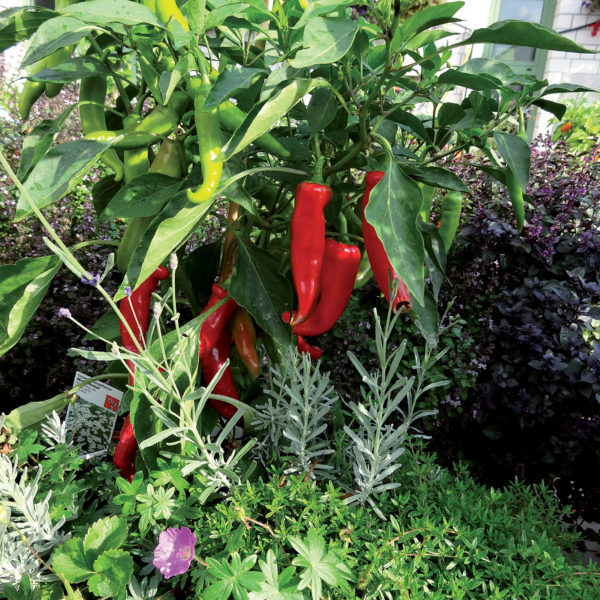 Poivron long fin rouge (Capricorn)