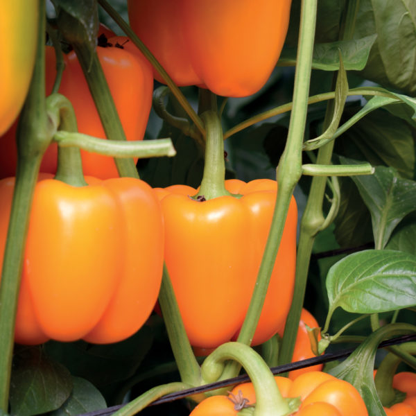 Poivron carré orange (Oneray)