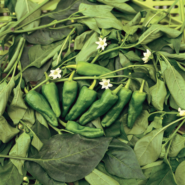 Poivron Poxigo Idéal pour tapas et cuisine conviviale