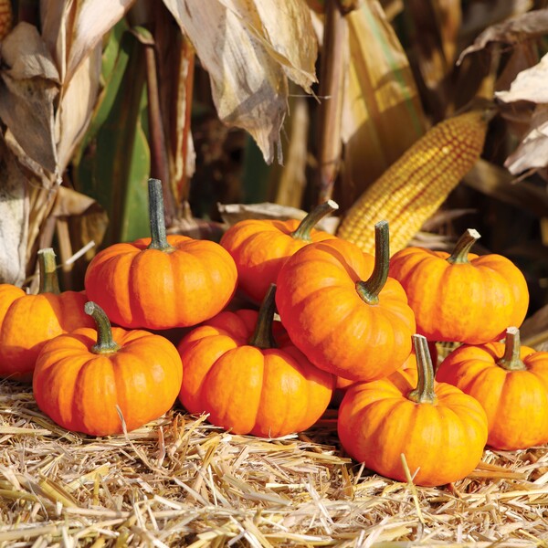 Courge Sam (mini potiron) – Petite, décorative et idéale en individuel