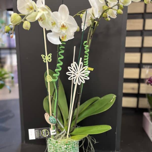 Grande orchidée blanche + déco