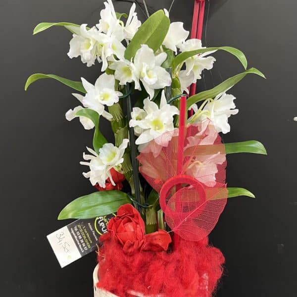 Orchidée dendrobium blanche + déco rouge et blanc