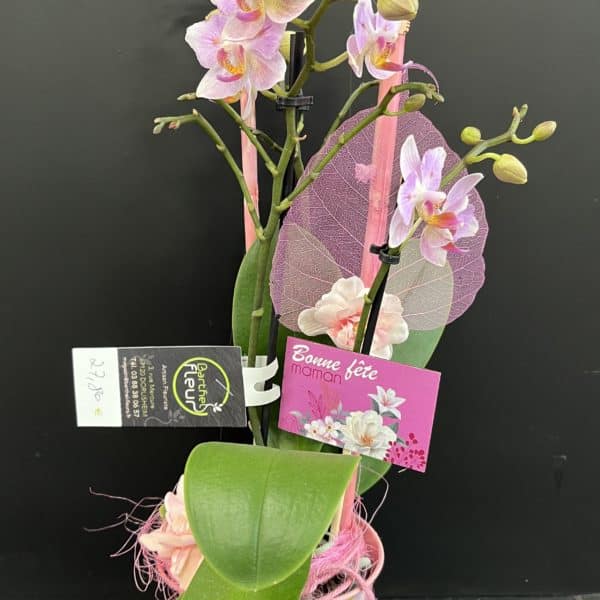 Petite orchidée rose + déco